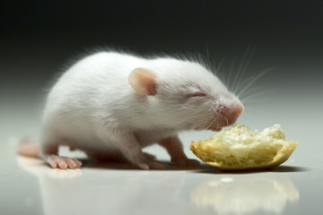 Mouse and bread