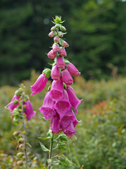 Digitalis