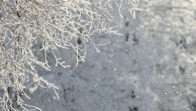 Schneefall im Gegenlicht