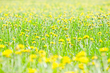 Fototapeta premium Dandelions in a grass