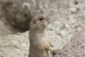 Präriehund hält Ausschau