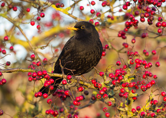 Male Blackbird (Turdus merula)