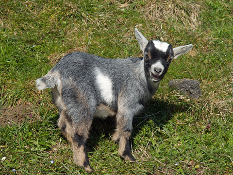 Ziege
