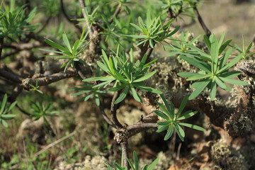 Vegetation am Vulkan