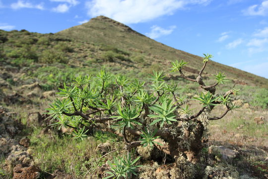 Vegetation am Vulkan
