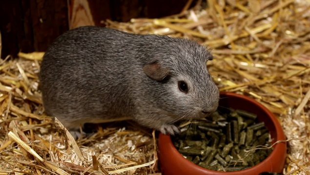 Das graue Meerschweinchen am Futternapf