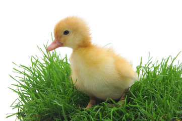 duck in grass