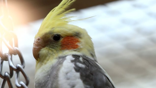 Nymphensittich (Nymphicus hollandicus)