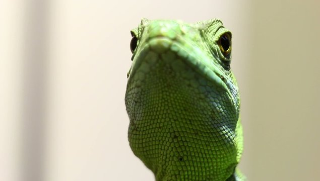 Da schaut der Leguan