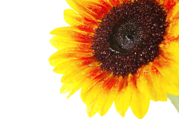 isolated sunflower
