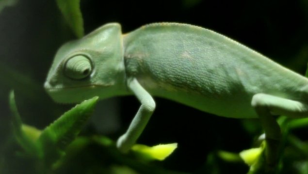 Der gr&uuml;ne Babyleguan