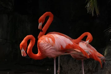 Fotobehang Flamingos © Brandy McKnight