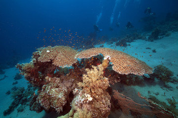Table coral in the Red Sea.