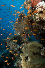 Tropical marine life in the Red Sea.