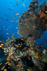 Fototapeta na wymiar Tropical marine life in the Red Sea.