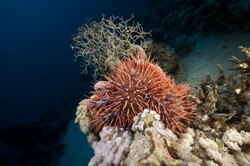 Crown-of-thorns starfish in the Red Sea.