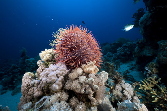 Crown-of-thorns starfish in the Red Sea.
