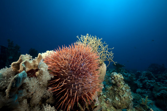 Crown-of-thorns starfish in the Red Sea.