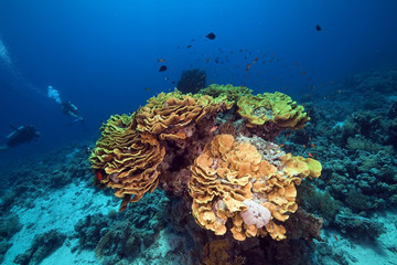 Naklejka premium Leaf coral and divers in the Red Sea.