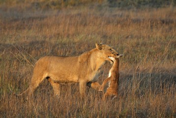 Lioness with prey.
