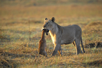 Lioness with prey.
