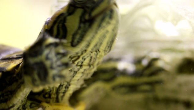 Wasserschildkr&ouml;te Cheloniidae