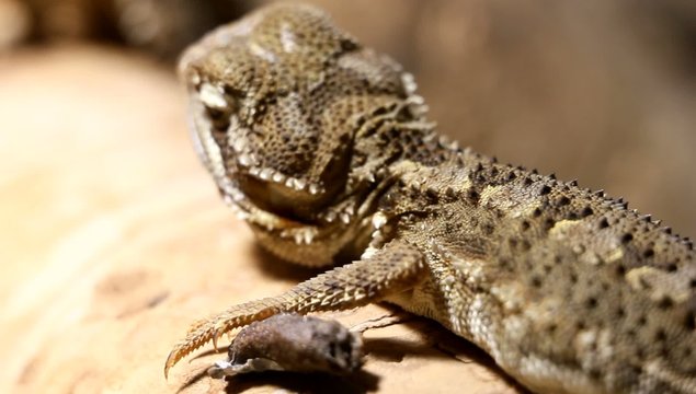 Echsen gibt es auch heute noch