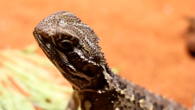 Der Drache