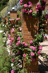 Pink climbing roses. Rose Garden in the Oeste park, Madrid