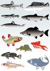 set of fishes on light background