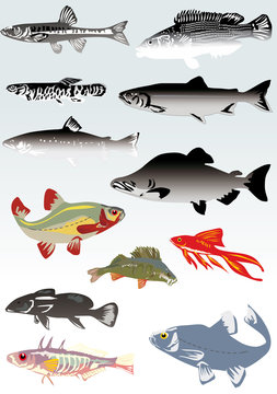 set of fishes on light background