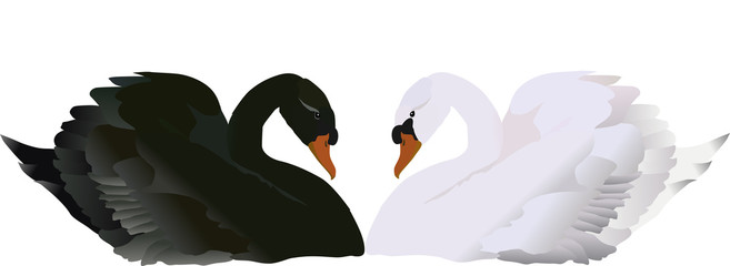 isolated black and white swans illustration © Alexander Potapov