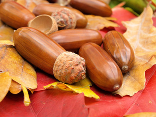 acorn