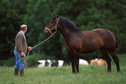 pr&eacute;sentation du trait cob normand