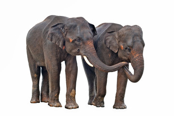 asiatische Elefanten freigestellt