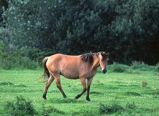 cheval henson marchant dans la pâture