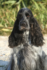 longues oreilles du cocker