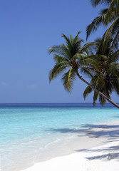 Malediveninsel mit Palmen
