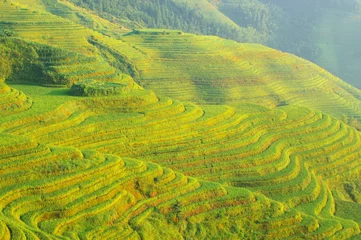Fotobehang Chinese green rice field © raywoo