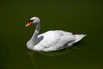 Swan on the water