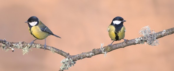 Enfrentados en la misma rama.