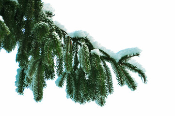 pine branch with snow isolation on white