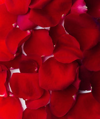 Rose petals texture or background