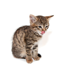 Kitten licks lips