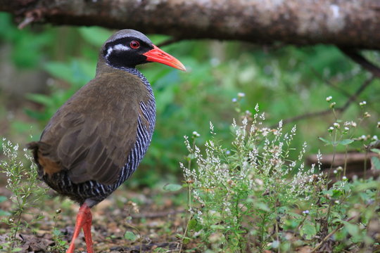 ヤンバルクイナ