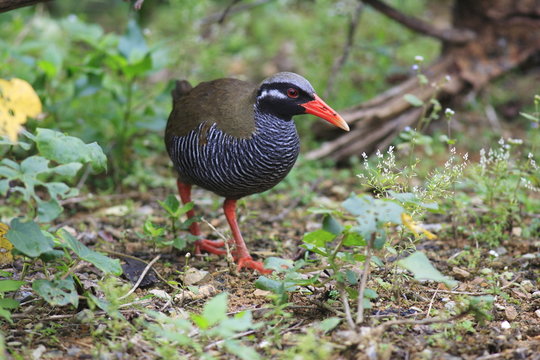 ヤンバルクイナ