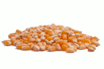 Sweet corn isolated on a white bacground