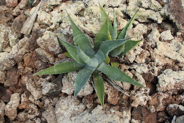 Kleine Agave zwischen Vulkangestein