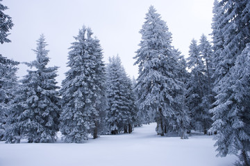 verschneite Tannen im Winterwald