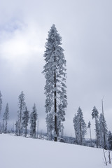 verschneite Tanne im  Winterwald